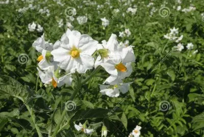fleurs de pommes de terre