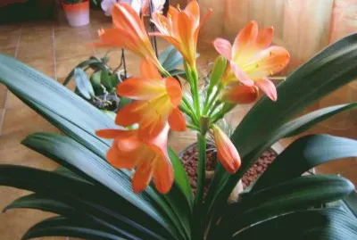 Clivia