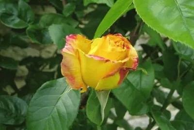 Diverses  fleurs et plantes