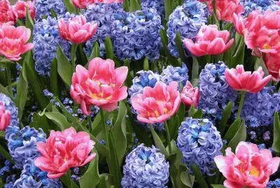 Pink Tulips and Hyacinths