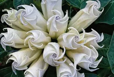 fleurs: datura jigsaw puzzle