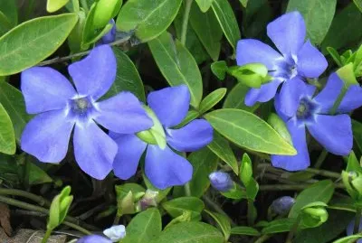 fleurs: pervenches jigsaw puzzle