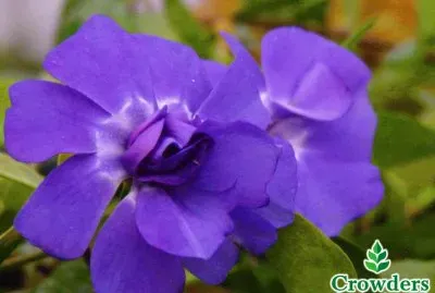 fleurs: pervenches jigsaw puzzle