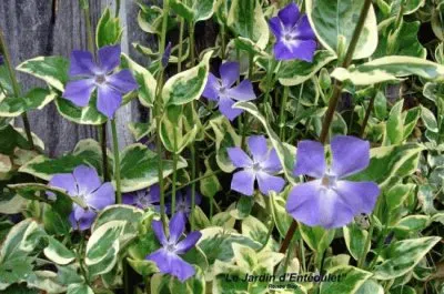 fleurs: pervenches jigsaw puzzle