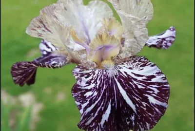 fleurs: iris jigsaw puzzle