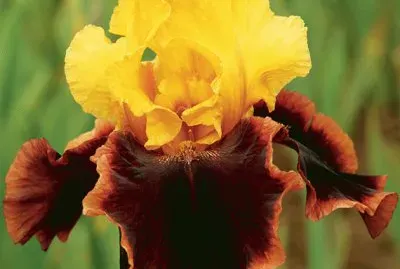 fleurs: iris jigsaw puzzle