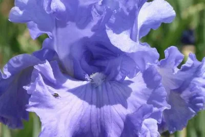 fleurs: iris jigsaw puzzle