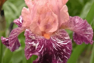 fleurs: iris jigsaw puzzle