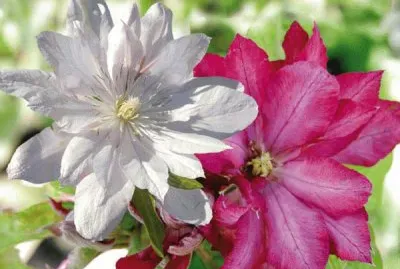 fleurs: clÃ©matites jigsaw puzzle