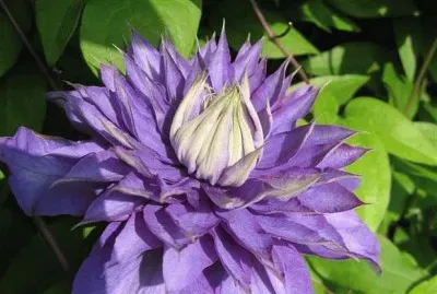 fleurs: clÃ©matites