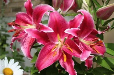 fleurs: lys jigsaw puzzle