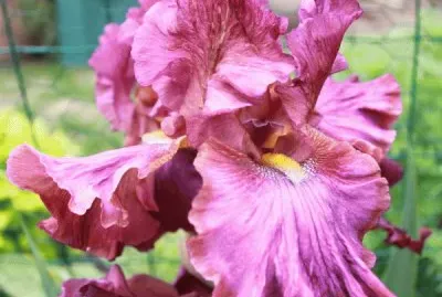 fleurs: iris jigsaw puzzle