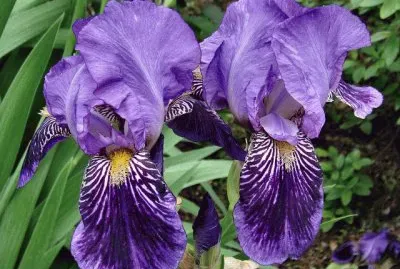 fleurs: iris