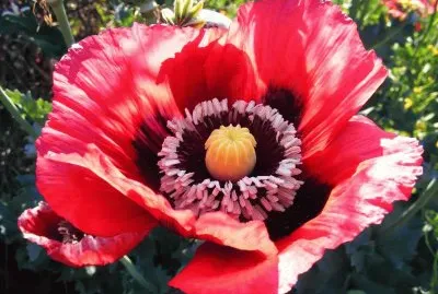 פאזל של fleurs: pavot