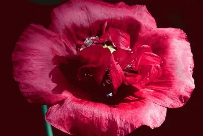 fleurs: pavot jigsaw puzzle