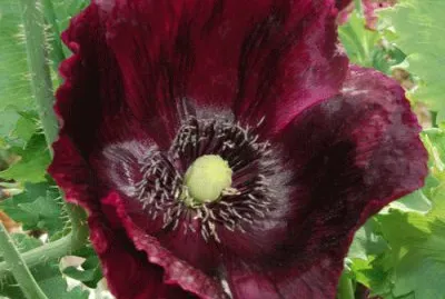 fleurs: pavot jigsaw puzzle