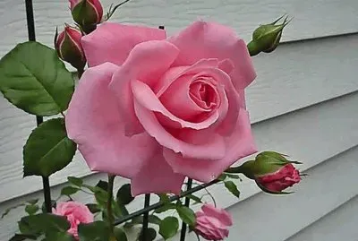 fleurs: rose jigsaw puzzle