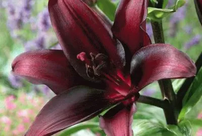 fleurs: lys jigsaw puzzle