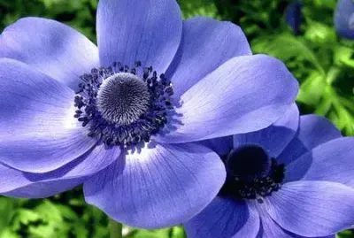 fleurs: anÃ©mone jigsaw puzzle