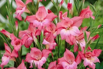 fleurs:colvilys jigsaw puzzle