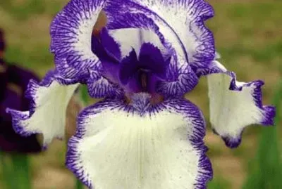 fleurs: iris jigsaw puzzle