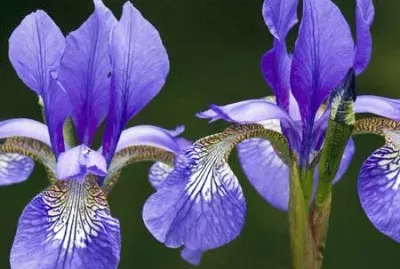 fleurs: iris jigsaw puzzle
