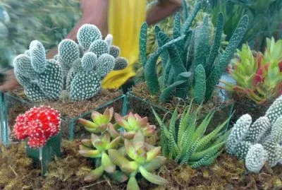 31 Cactos jigsaw puzzle