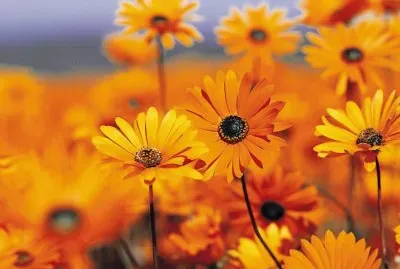 Flor do Campo Laranja jigsaw puzzle