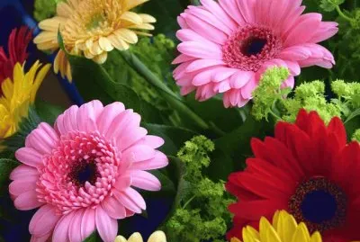 GÃ©rberas 31