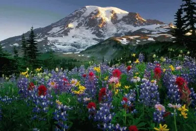 PARAÃSO jigsaw puzzle