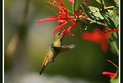 ColibrÃ­ con flor 3