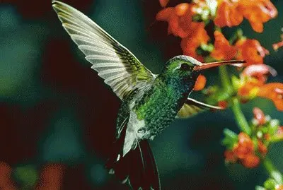 ColibrÃ­ con flor 4