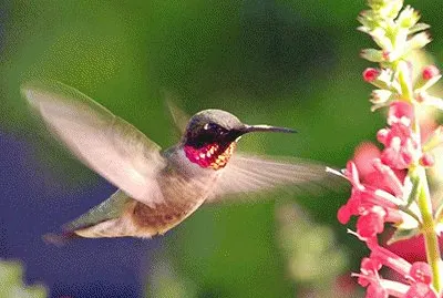 ColibrÃ­ con flor 5