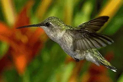 ColibrÃ­ con flor 6