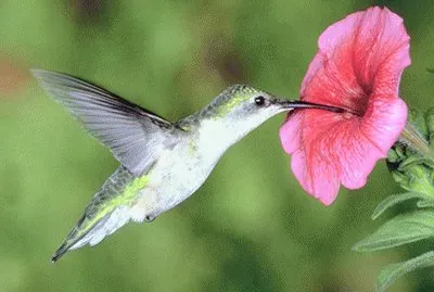 ColibrÃ­ con flor 7