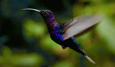 ColibrÃ­ azul
