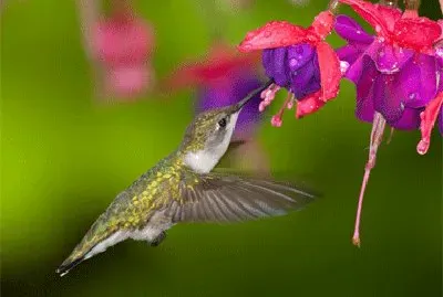 ColibrÃ­ con flor 8
