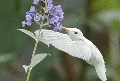 ColibrÃ­ blanco 2