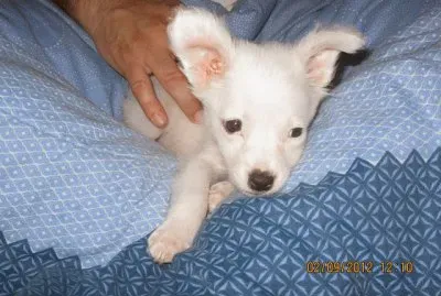 Tango chiquitin