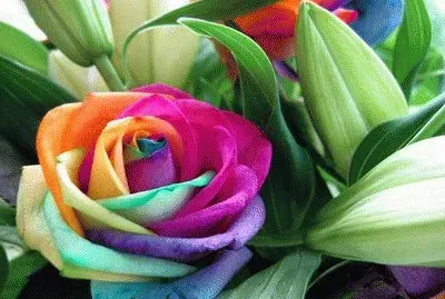 rosa arco iris