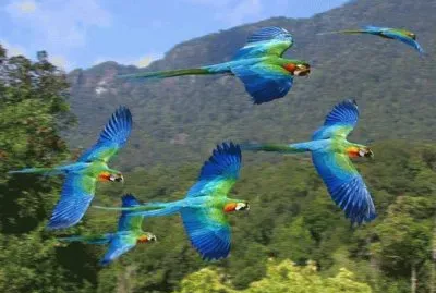 פאזל של animais