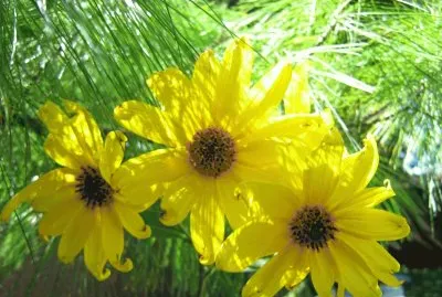 fleurs de topinambour