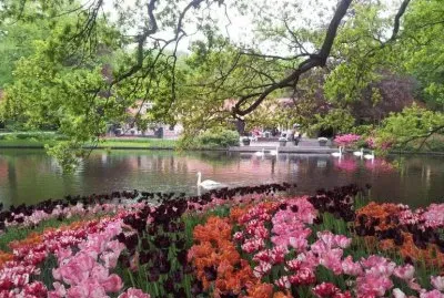 Keukenhof Gardens and Tulips Fields