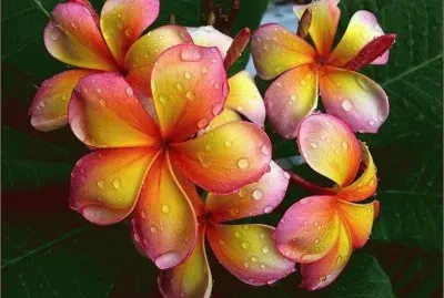 Yellow Flower