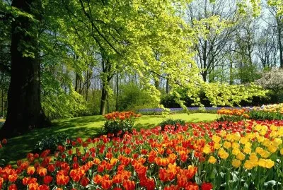 פאזל של Beautiful Flower Garden  the Keukenhof