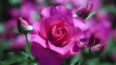 Rose jigsaw puzzle