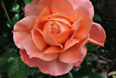 A Rose at Abbey House Garden jigsaw puzzle