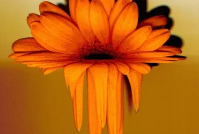 Melting Gerbera Flower