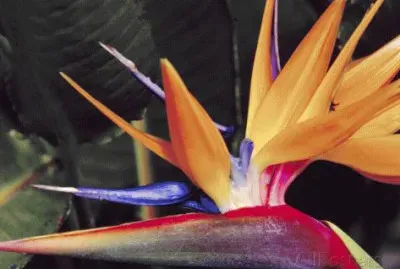 Bird of Paradise Flower