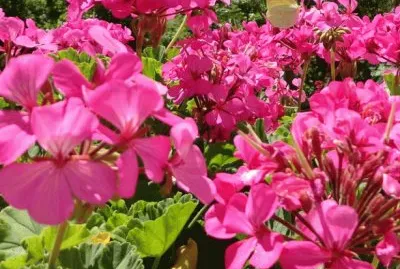 flores jigsaw puzzle